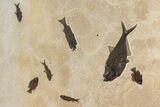 Green River Fossil Fish Display with Mioplosus Aspiration! #295648-2